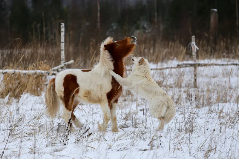 First Impressions at the Fence Line: How to Introduce Your Dog to Your Horse the Right Way