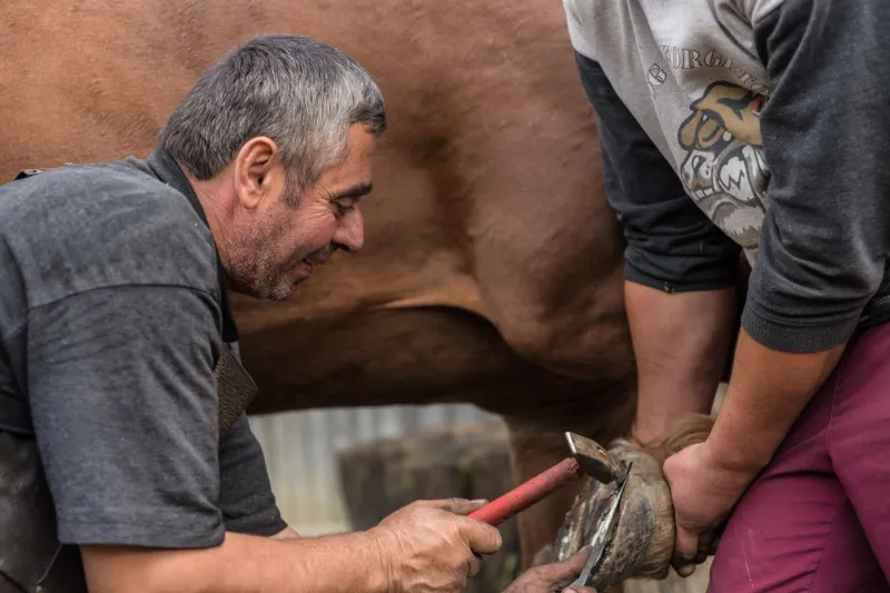 From the Ground Up: What Hoof Care Taught Me About Keeping My Dog Sound