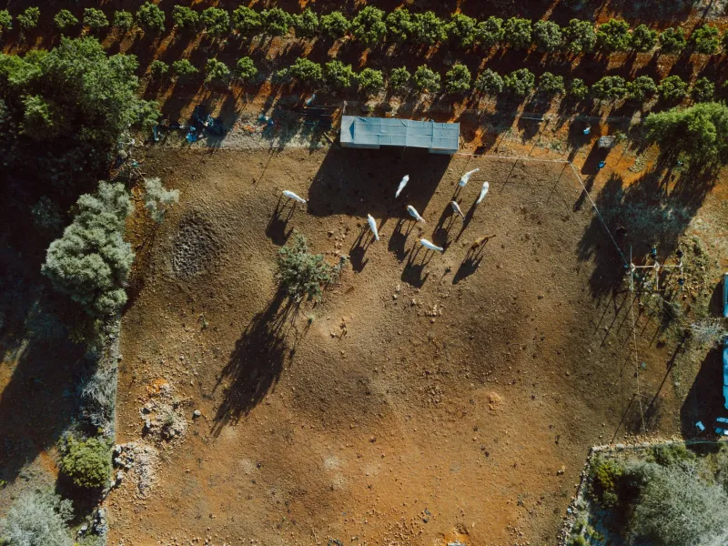 Hooves, Paws, and the Ground Beneath Them: What Your Animals Are Really Doing to Your Land
