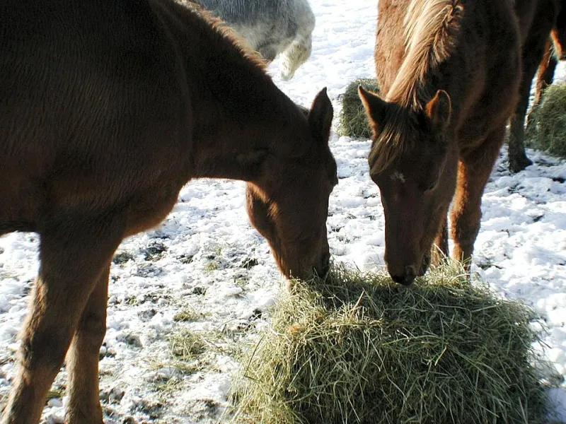 Hay vs. Kibble: Busting the Biggest Feeding Myths for Horse and Dog Owners