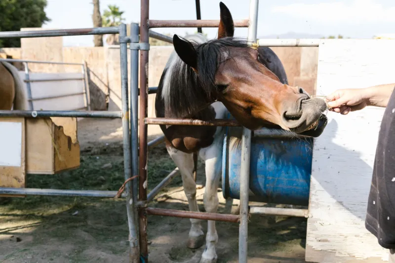 Not All Supplements Are Created Equal: What Horses and Dogs Actually Need in the Bowl