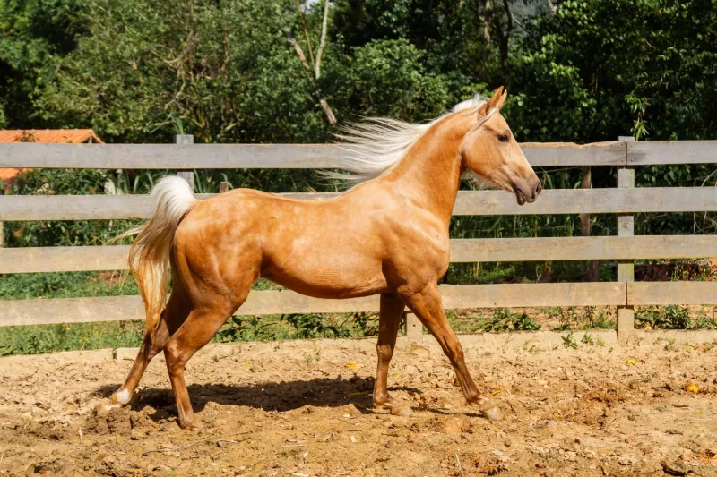 Two Bodies, One Warning System: What Your Horse's Gait Is Telling You About Your Dog's Joints