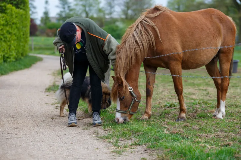 One Limp Leads to Another: The Hidden Link Between Your Horse's Stifle and Your Dog's Sore Leg