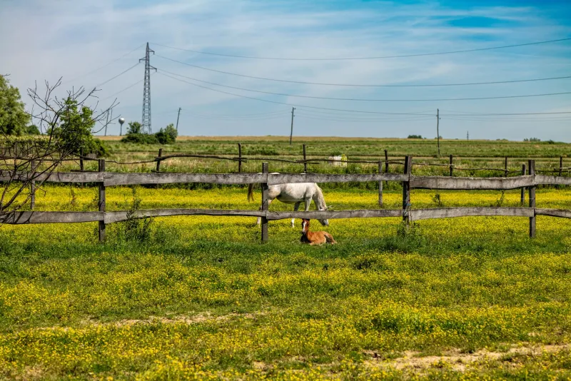 Better Together: How Horses and Dogs Make Each Other Healthier — and Your Wallet Happier