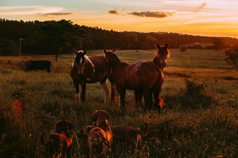 Your Animals Are Smelling Trouble Before You Can See It — Here's What to Do About That