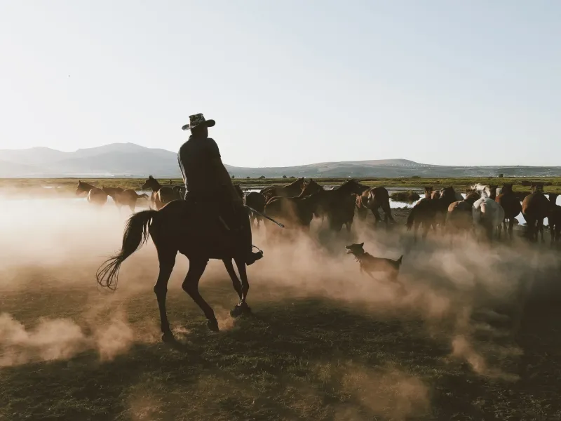 Same Ranch, Different Bodies: How Horses and Dogs Get Injured in Ways You'd Never Expect