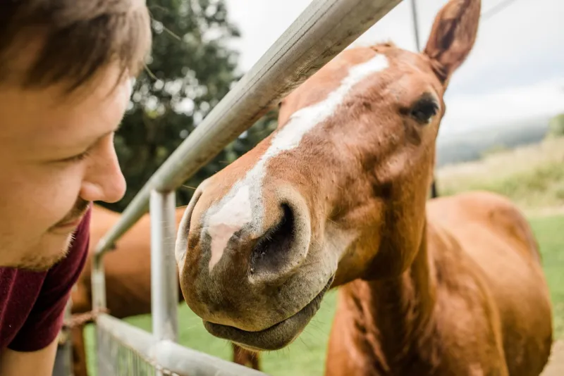 Silent Conversations: Decoding What Your Horse and Dog Are Saying to Each Other