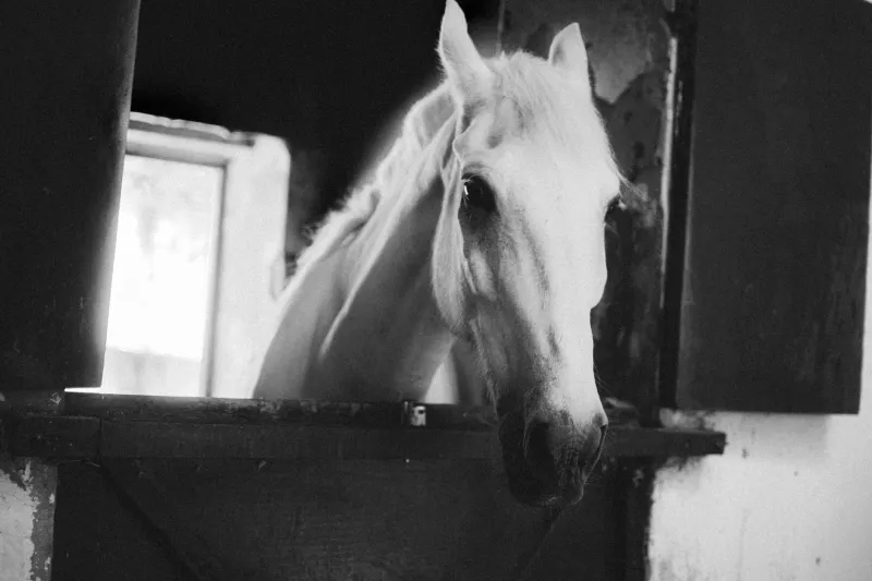 Turn Down the Noise, Turn Up the Calm: How Sound Therapy Is Changing Life in the Barn and Living Room