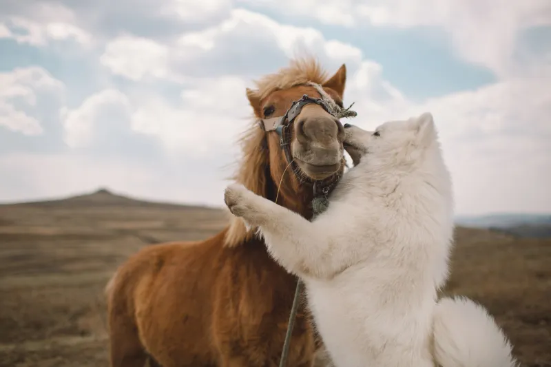 Stressed Animals, Stretched Budgets: The Real Price of Ignoring Anxiety in Your Horse and Dog