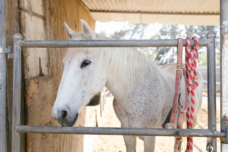 Wrong Gear, Real Consequences: Why Generic Equipment Is Costing Your Horse and Dog More Than You Think