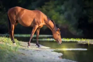 Charley Horse Dietary Supplement