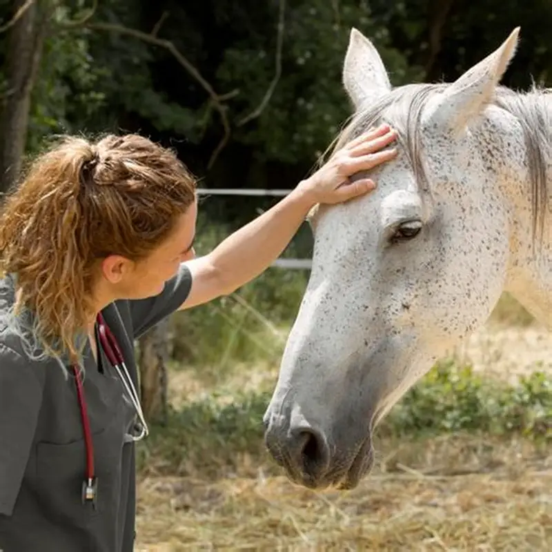 Ketamine Horse Tranquilizer