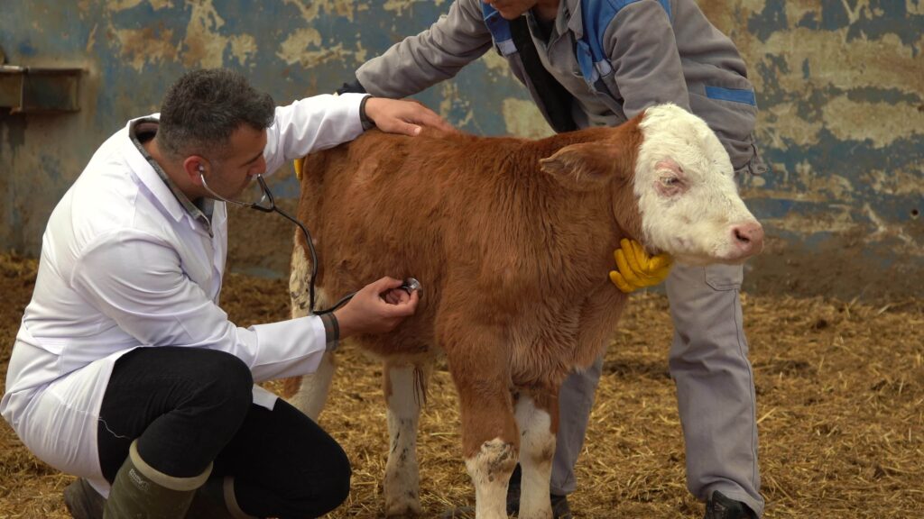 Home veterinary calf treatment the vet is treating the animal he listens and controls his body with a stethoscope cattle breeding farm video